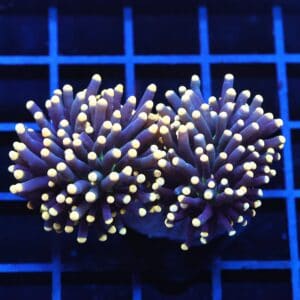 J57 - INDO TORCH BLACK LIGHT 2 HEAD