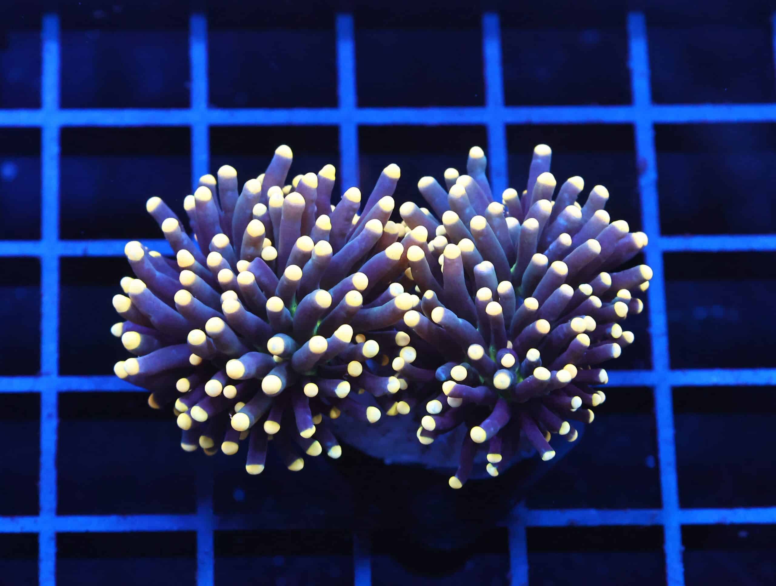 J57 - INDO TORCH BLACK LIGHT 2 HEAD