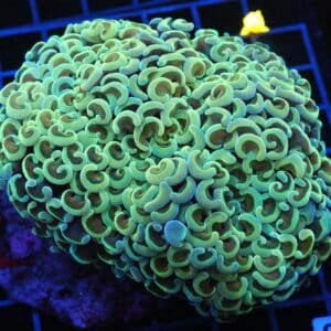 J71 - INDO HAMMER WALL GOLDSTEM