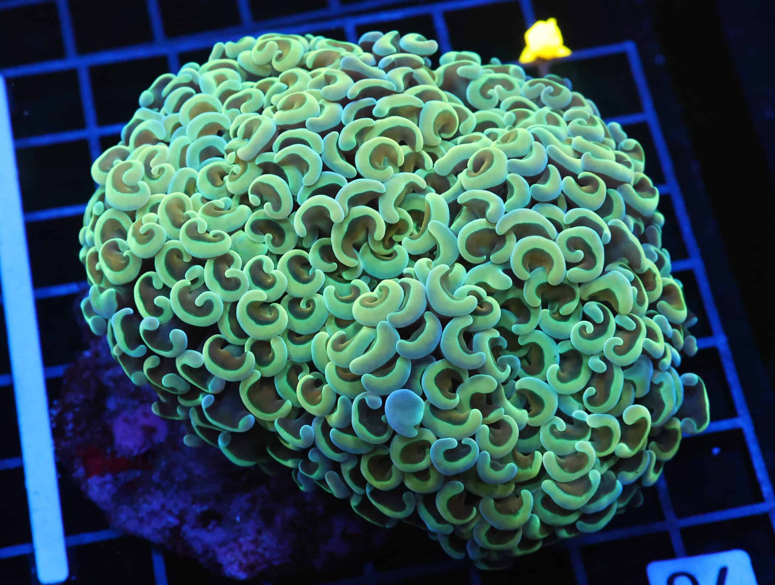 J71 - INDO HAMMER WALL GOLDSTEM