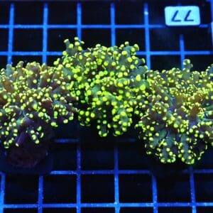 J77 - 3PK INDO FROGPSAWN BRANCH GAMMA RAY 3 HEAD TOTAL