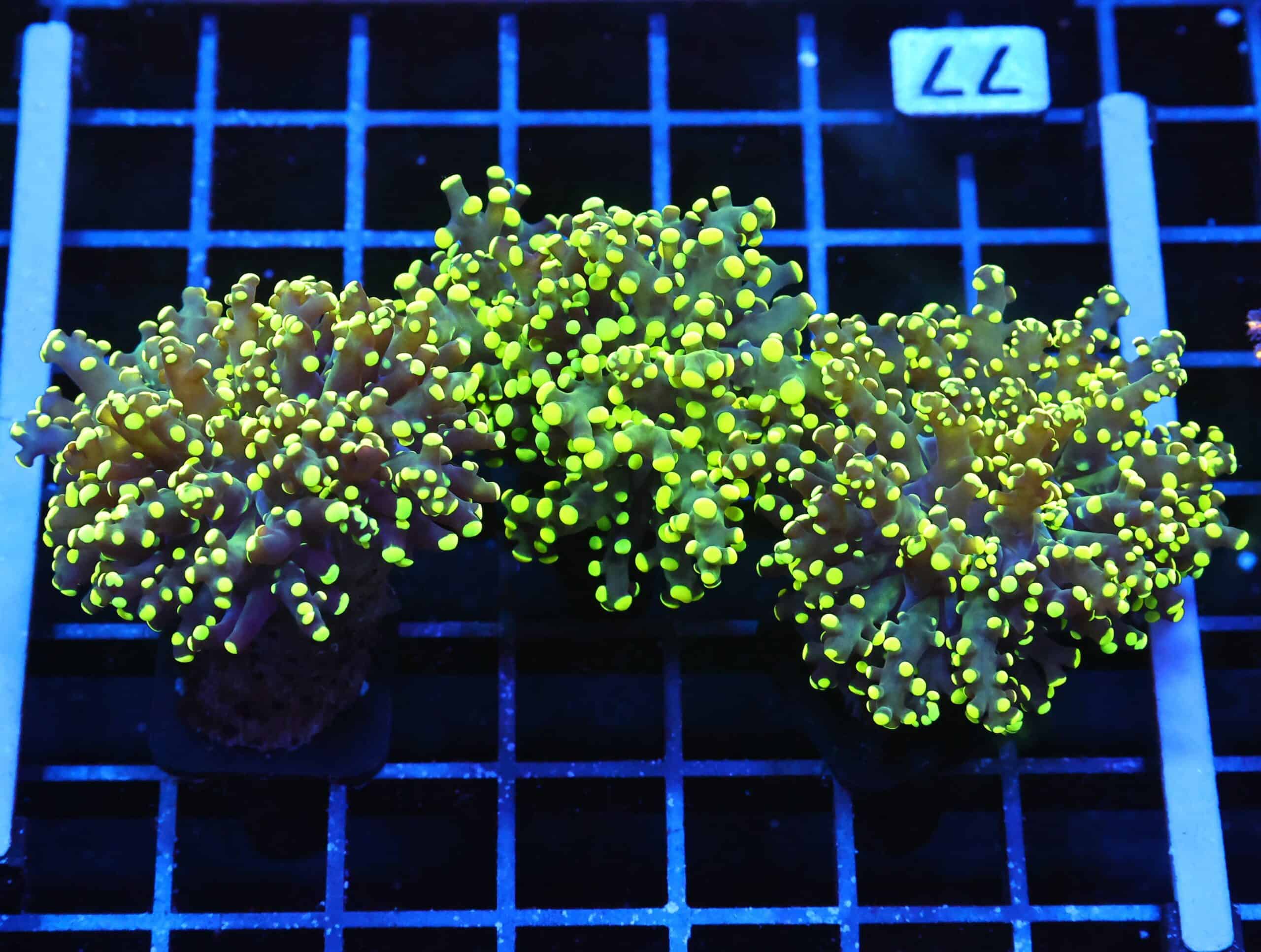 J77 - 3PK INDO FROGPSAWN BRANCH GAMMA RAY 3 HEAD TOTAL