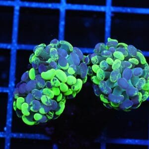 J82 - INDO HAMMER BRANCH TOXIC SPLATTER 3 HEAD