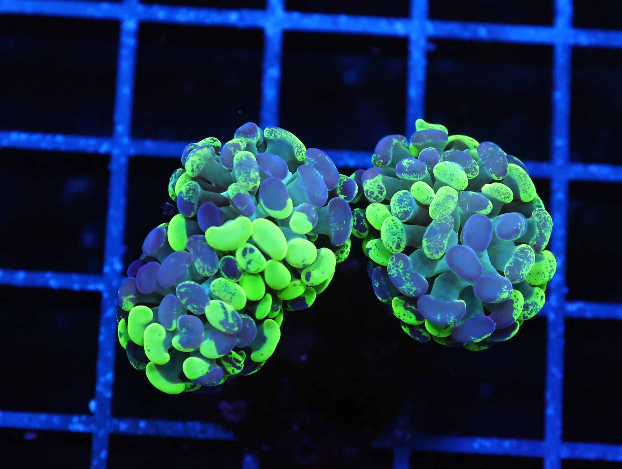 J82 - INDO HAMMER BRANCH TOXIC SPLATTER 3 HEAD