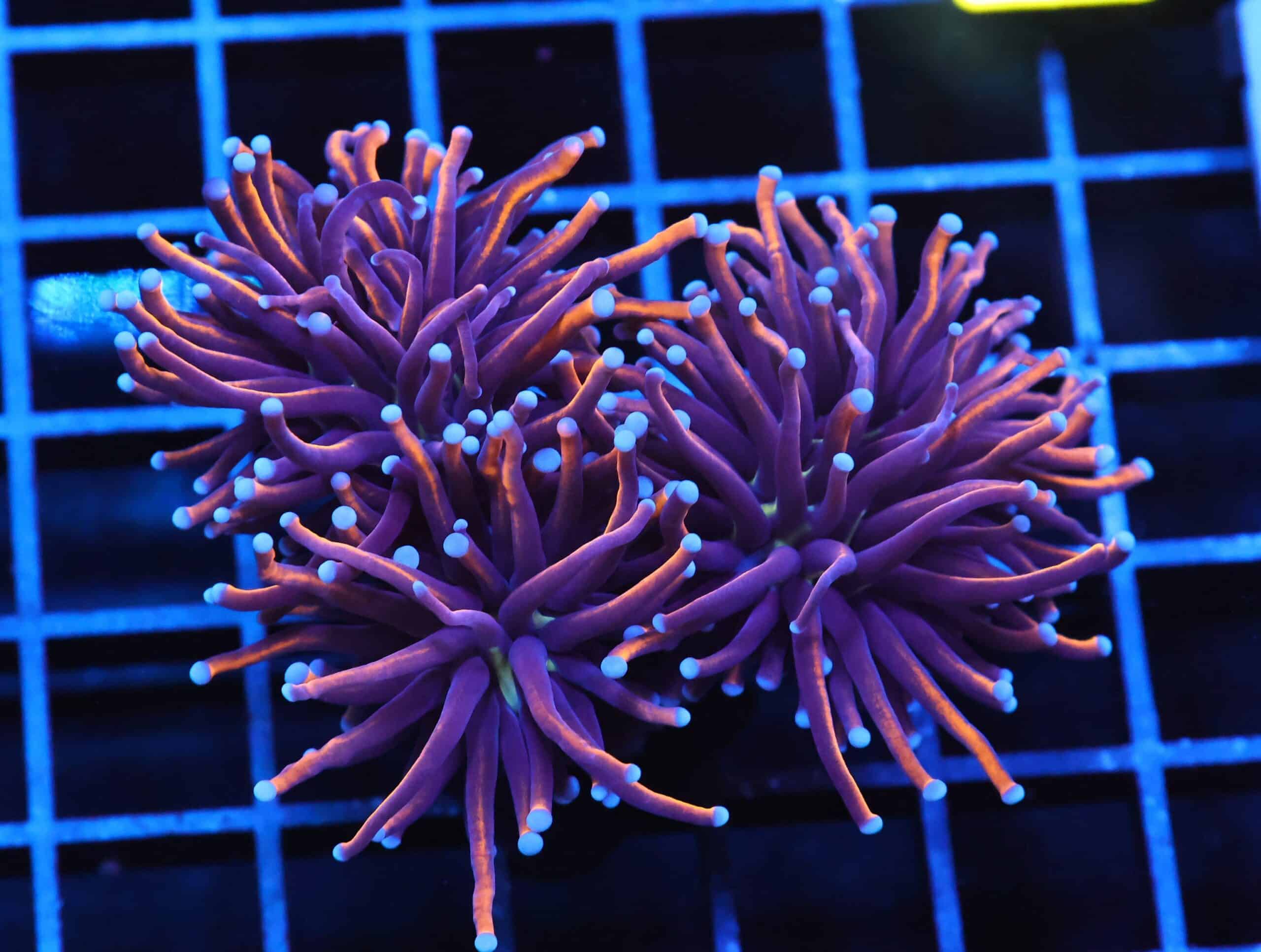 J84 - INDO TORCH GOLD VARIANT 3 HEAD