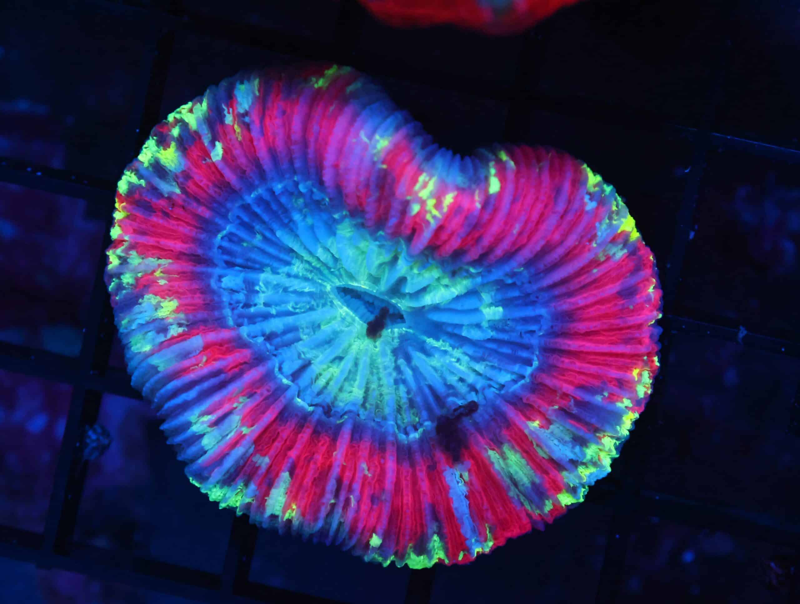 K03 - INDO NUCLEAR BLAST TRACHY