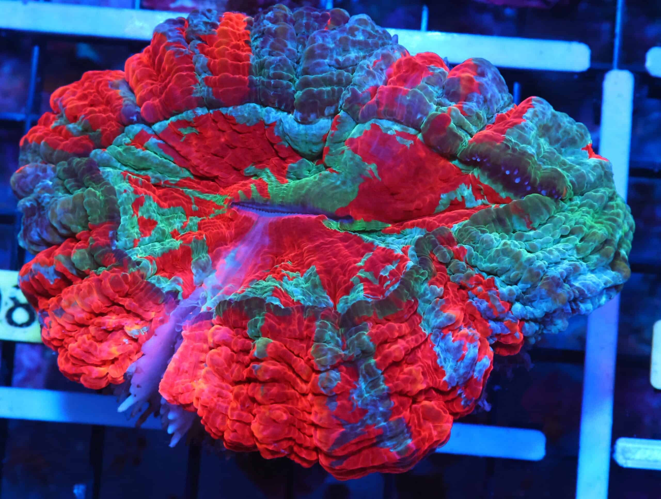 K08 - MALAYSIAN TIE DYE SPLATTER ACANTHOPHYLLIA