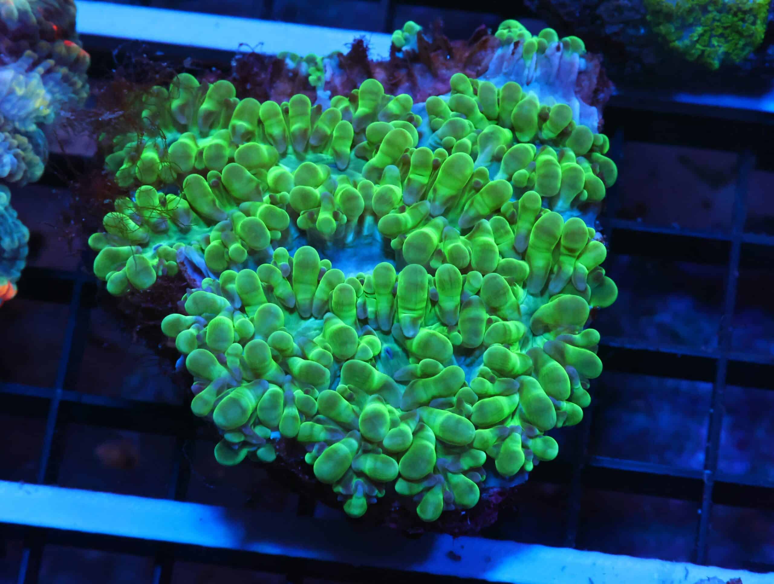 K18 - INDO TOXIC GREEN PEARL CORAL
