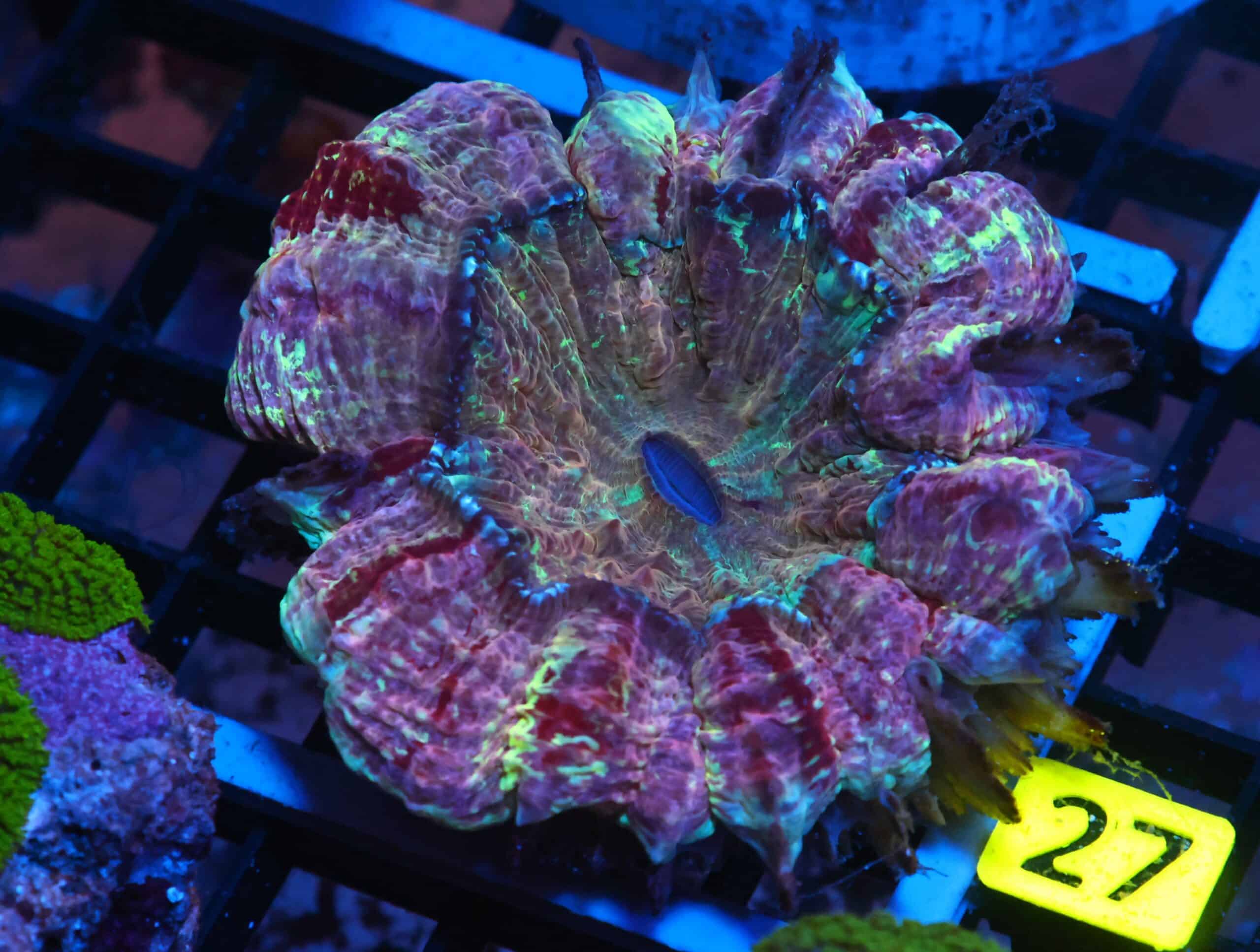 K26 - INDO MYSTIC MARGLED ACANTHOPHYLLIA