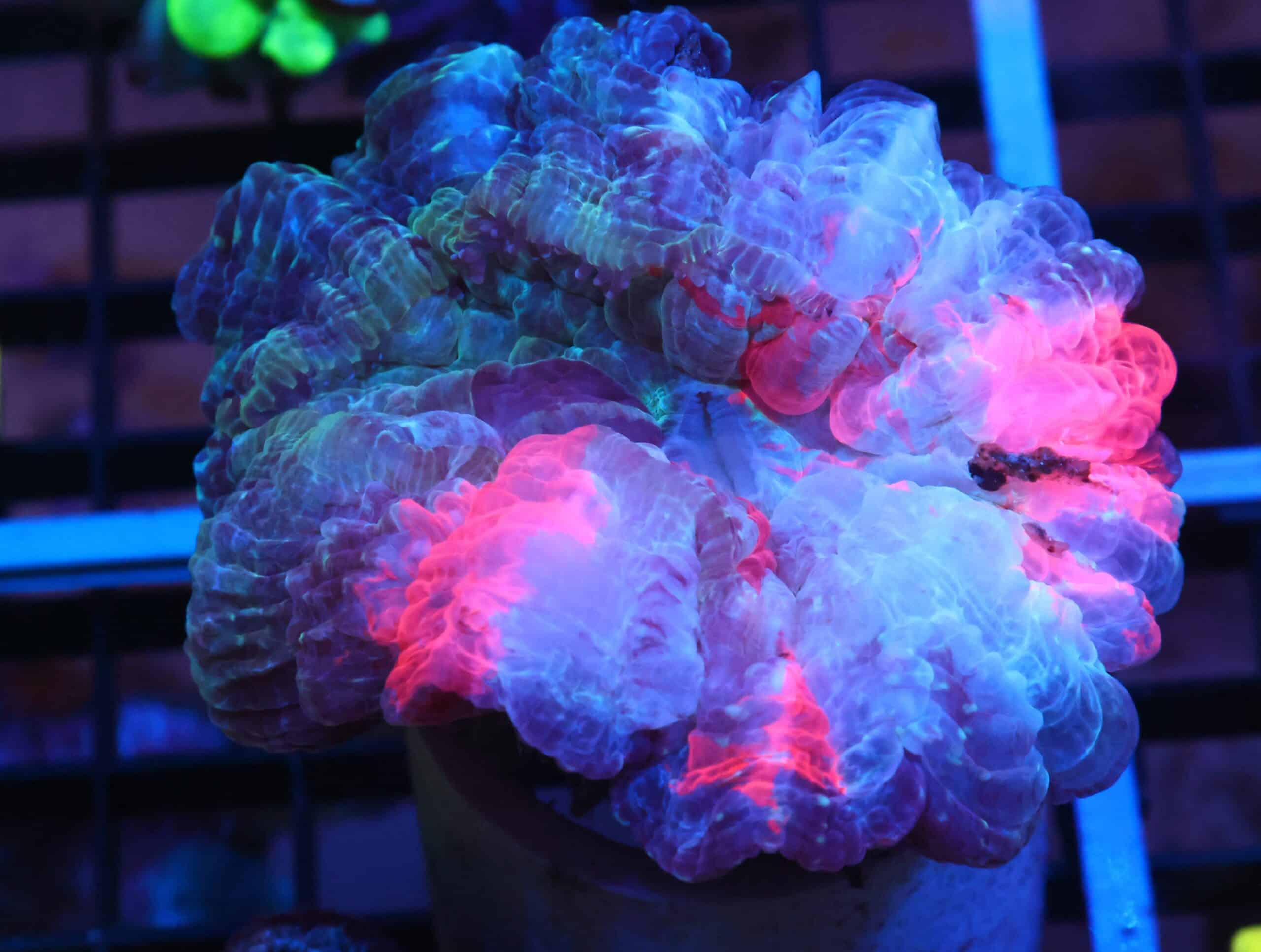 K29 - MALAYSIAN RED STRIPE ACANTHOPHYLLIA