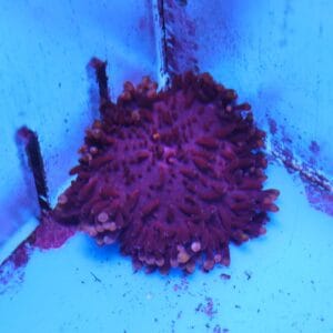 M10 - PURPLE SEBAE ANEMONE