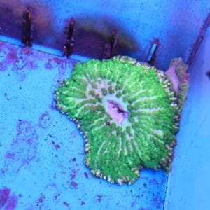 M28 - TOXIC GREEN ADHESIVE ANEMONE