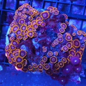 X106 - INDO BLACK HORNET ZOA