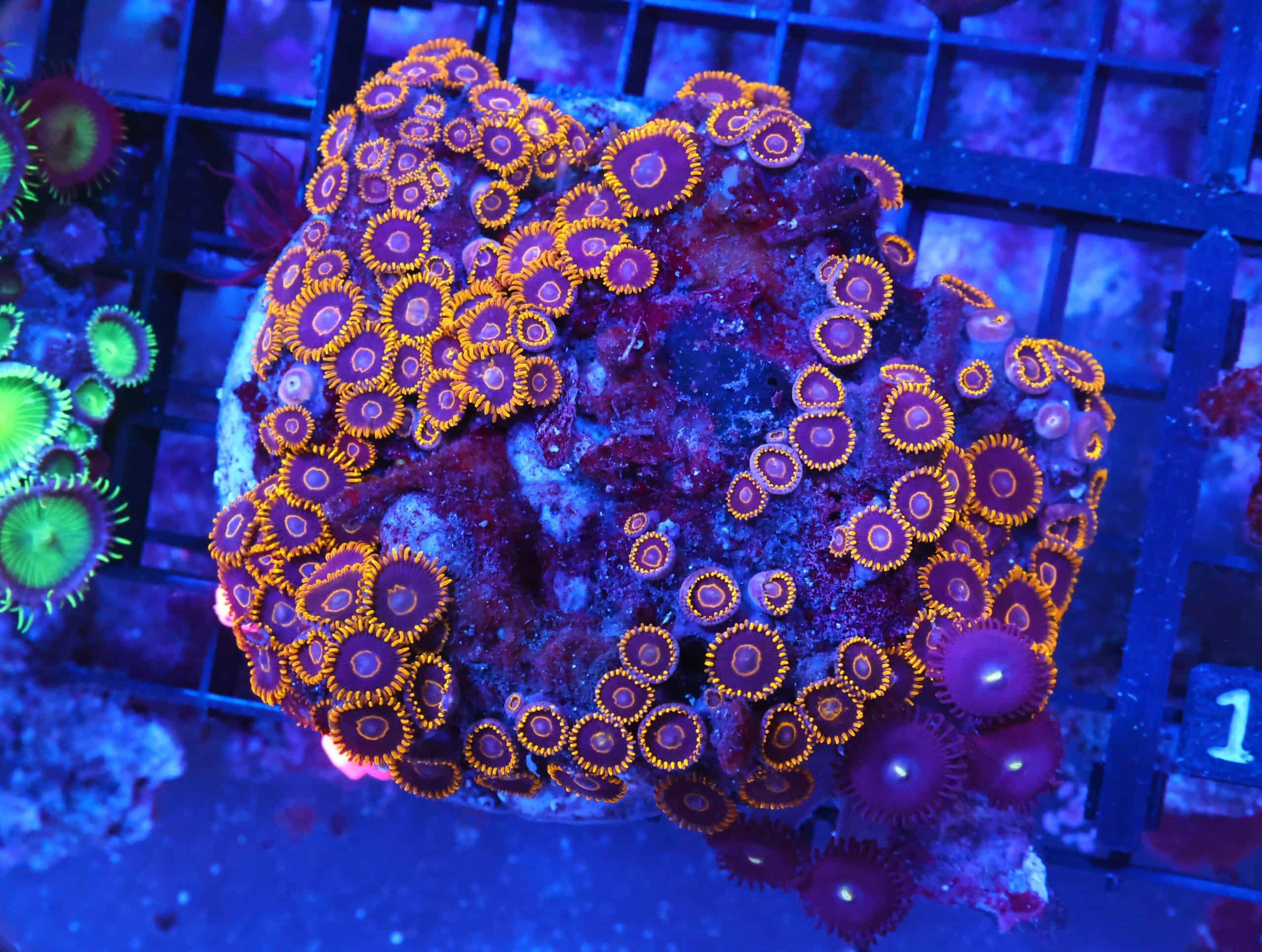 X106 - INDO BLACK HORNET ZOA