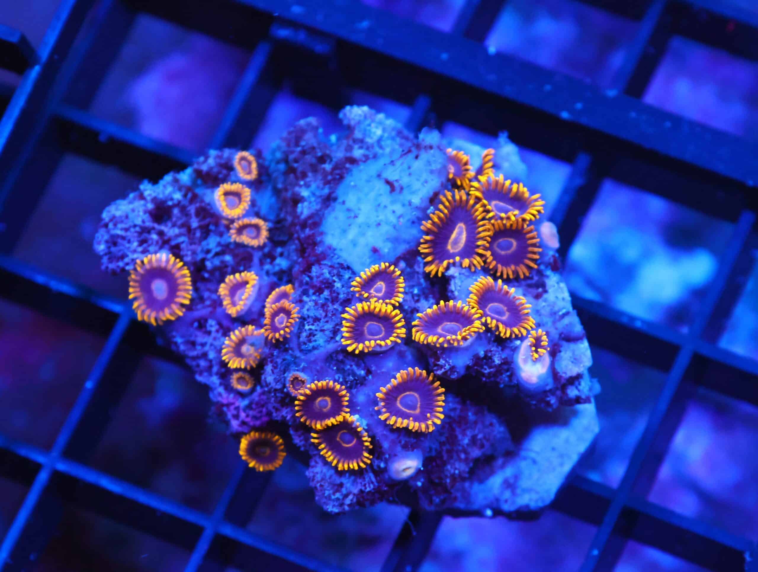 X116 - INDO BLACK HORNET ZOA