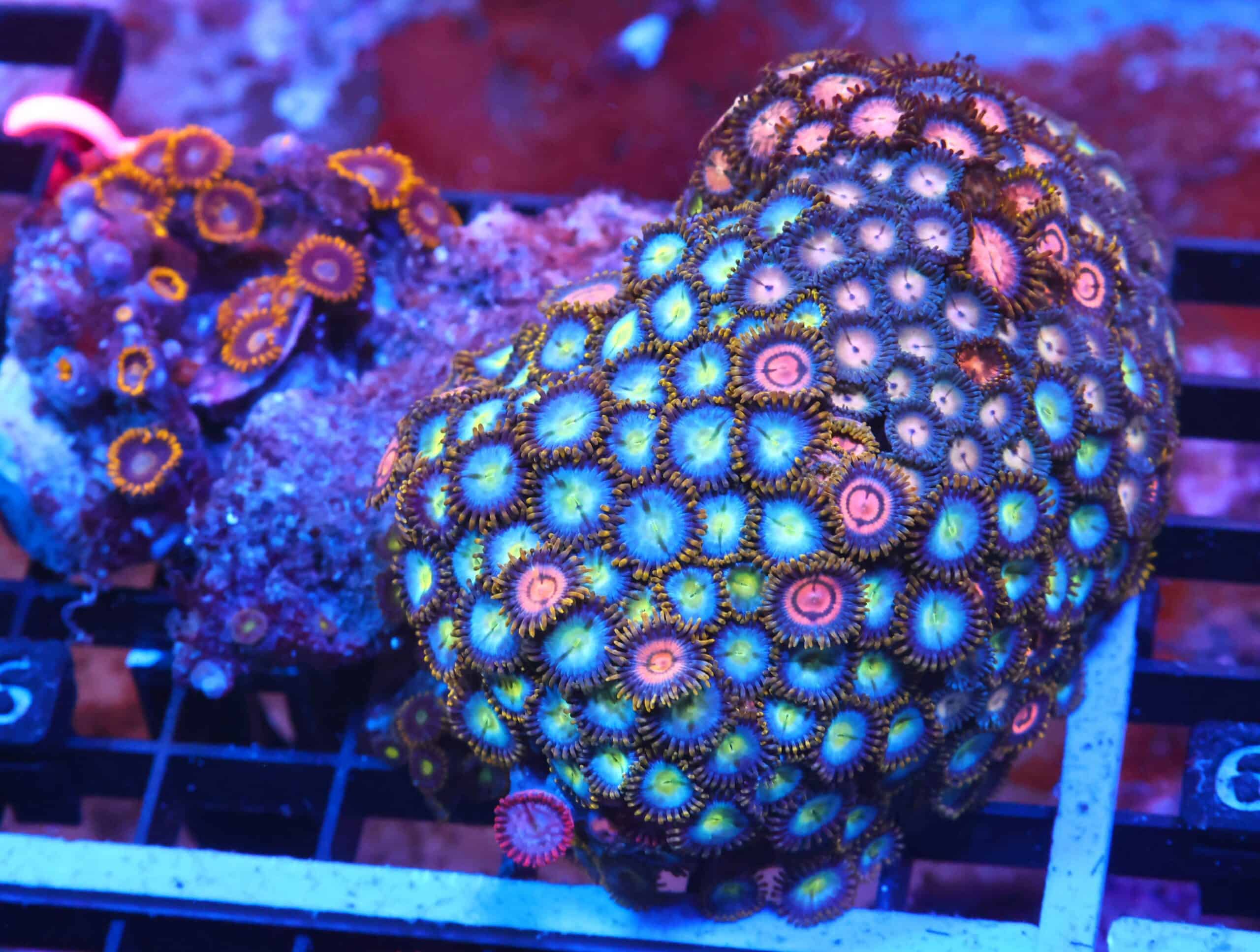 X66 - INDO COMBO ZOA ROCK
