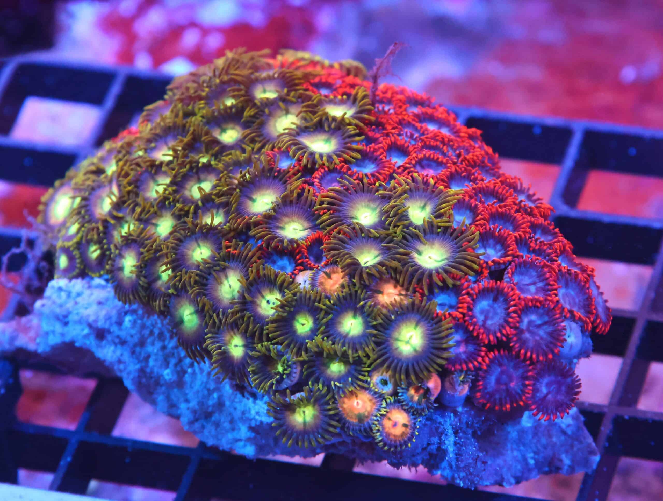 X68 - INDO COMBO ZOA ROCK