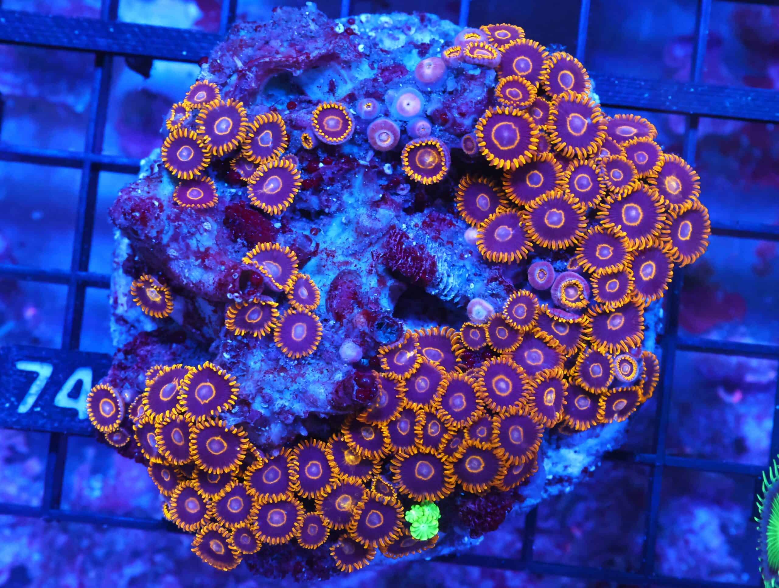 X74 - INDO BLACK HORNET ZOA