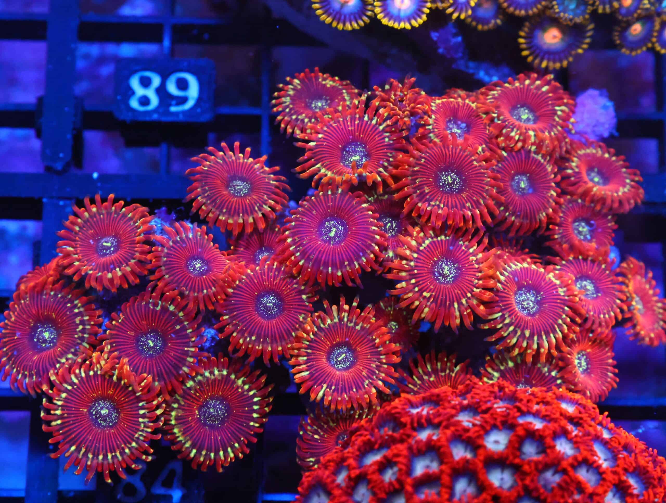 X84 - INDO RED MAGICIAN ZOA