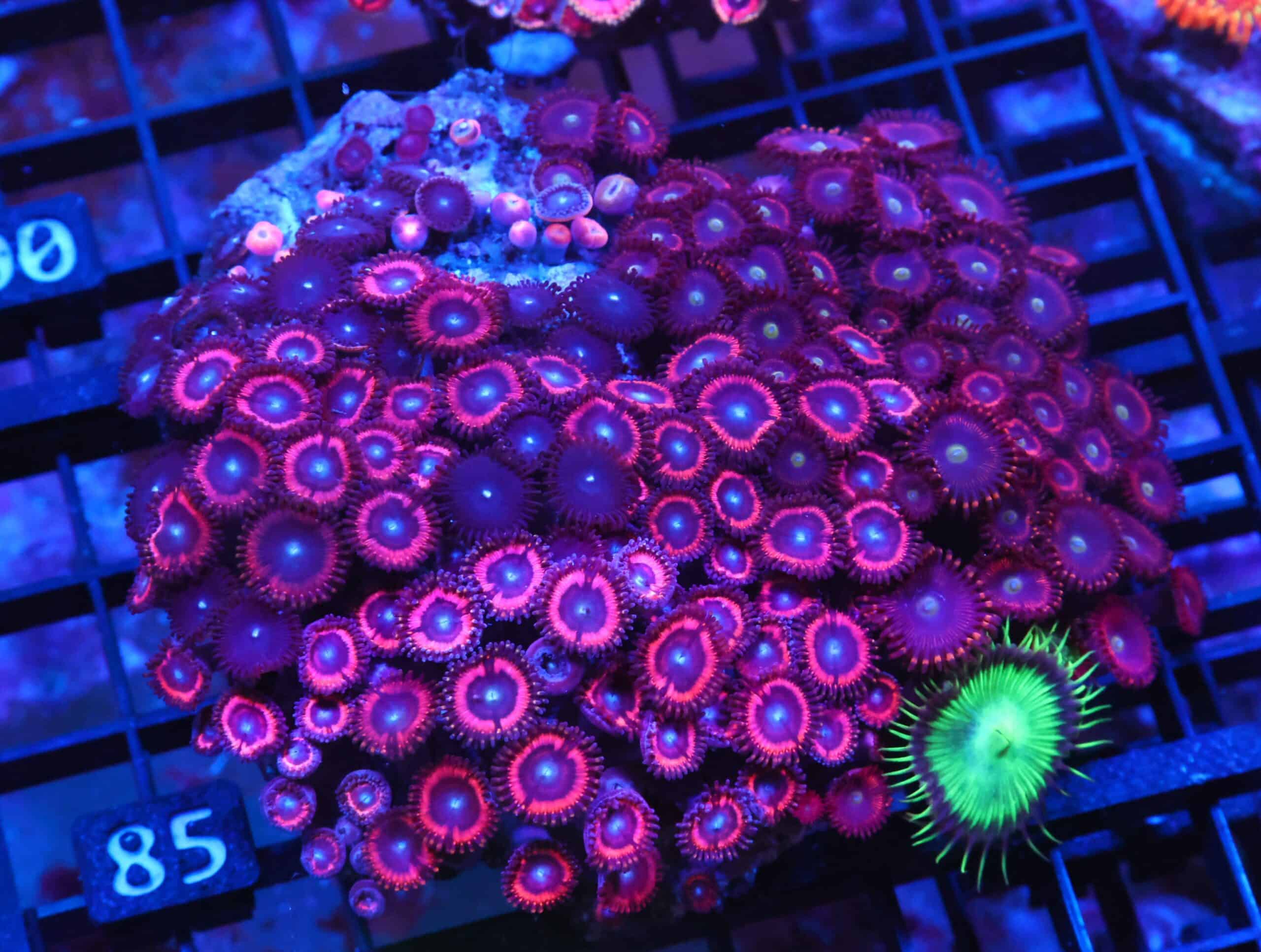 X85 - INDO COMBO ZOA ROCK