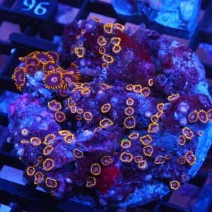 X91 - INDO BLACK HORNET ZOA