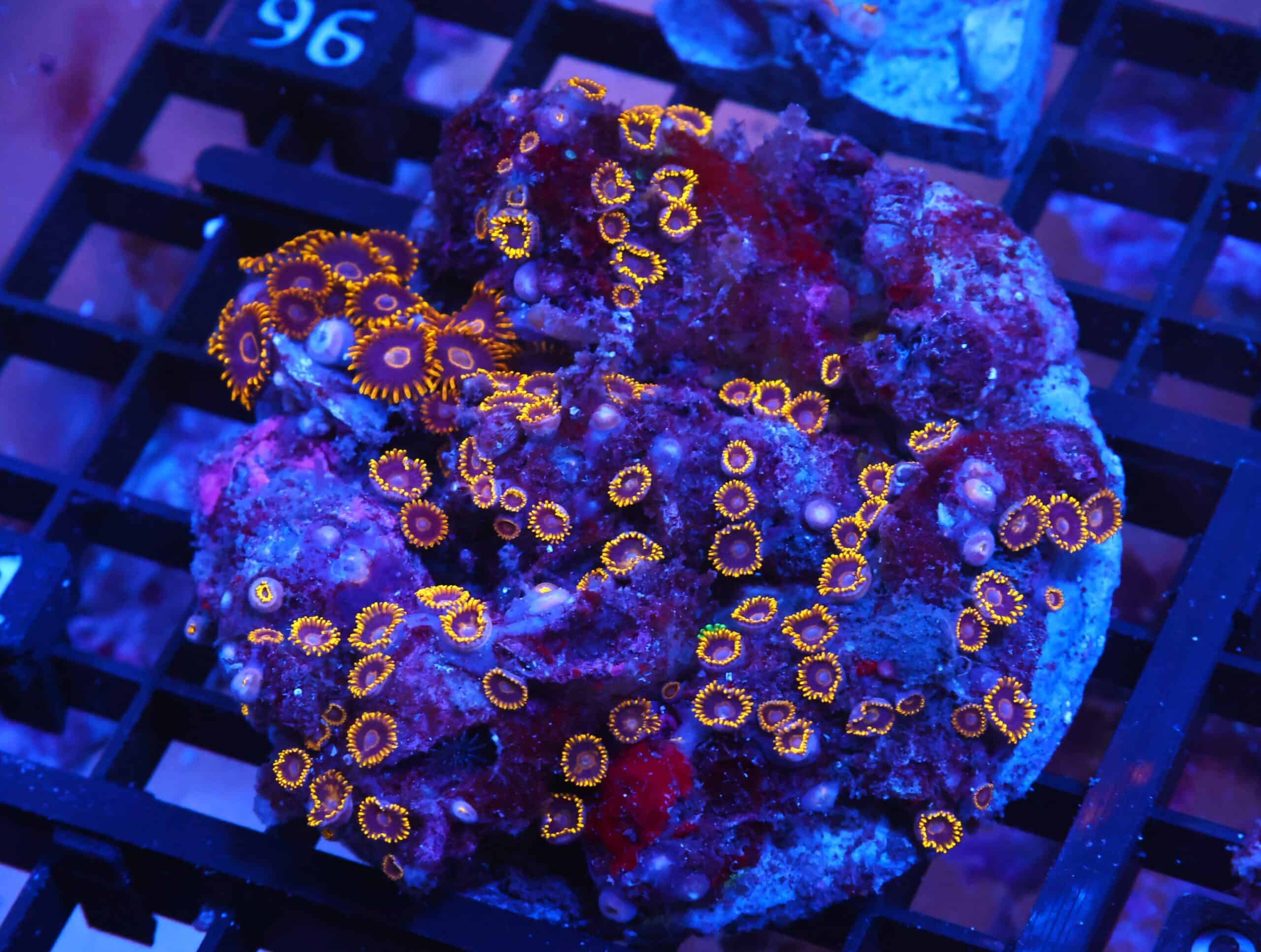 X91 - INDO BLACK HORNET ZOA