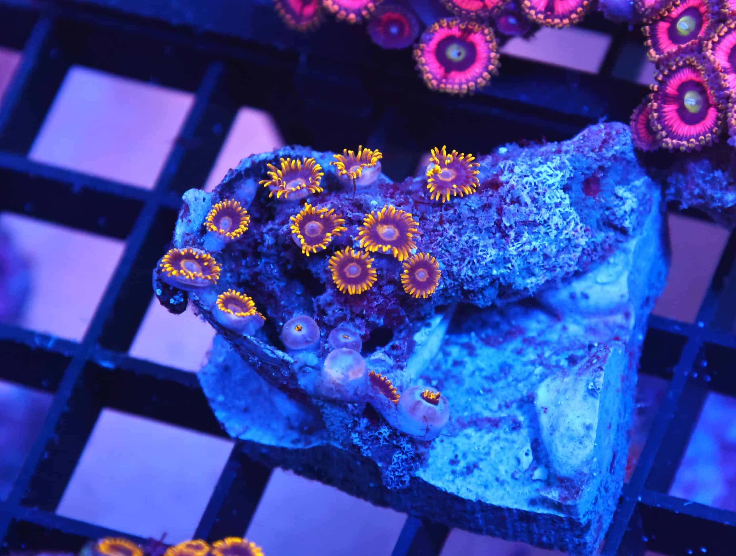 X96 - INDO BLACK HORNET ZOA