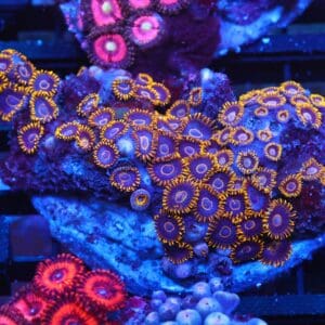 X99 - INDO BLACK HORNET ZOA