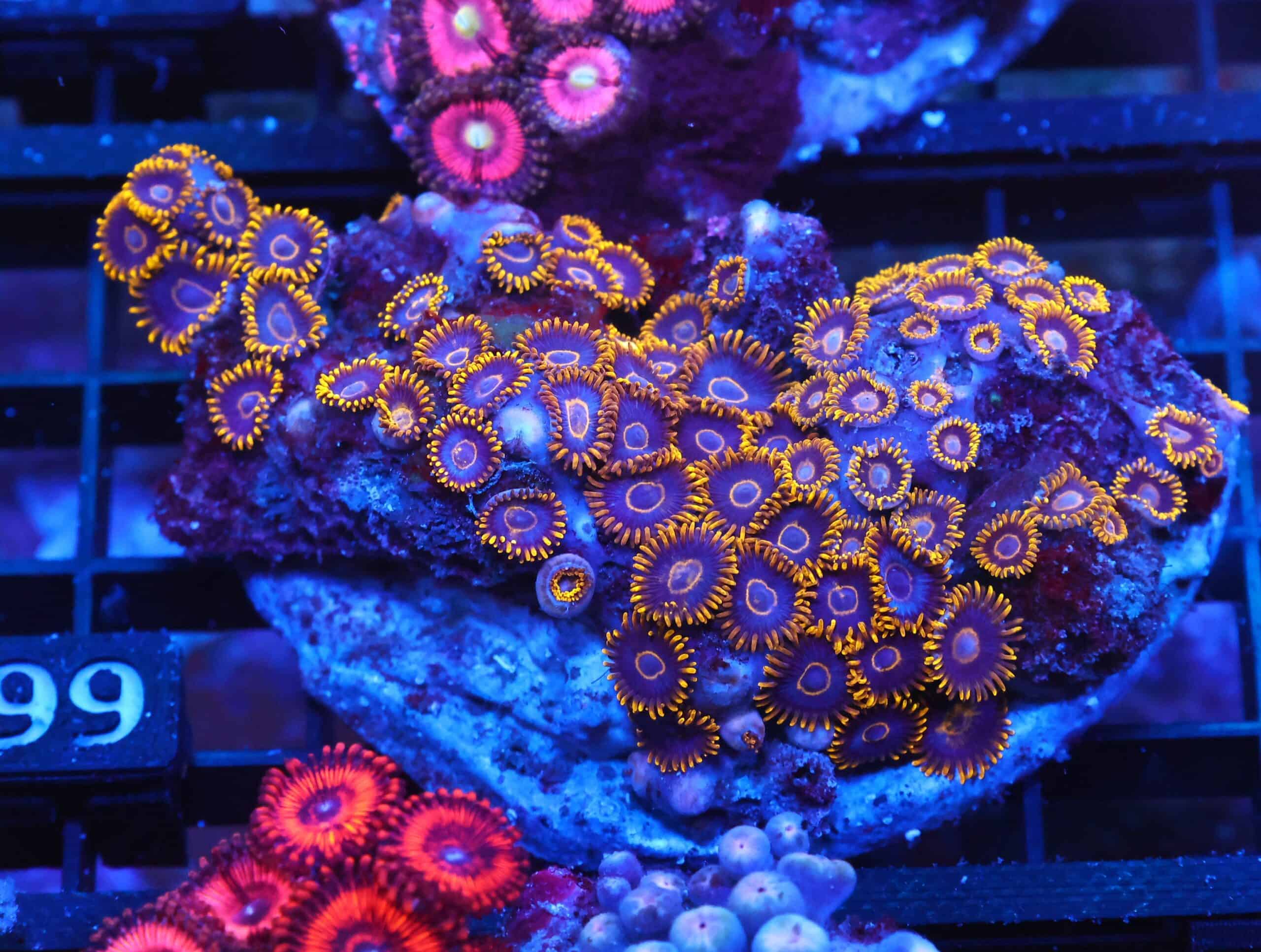 X99 - INDO BLACK HORNET ZOA