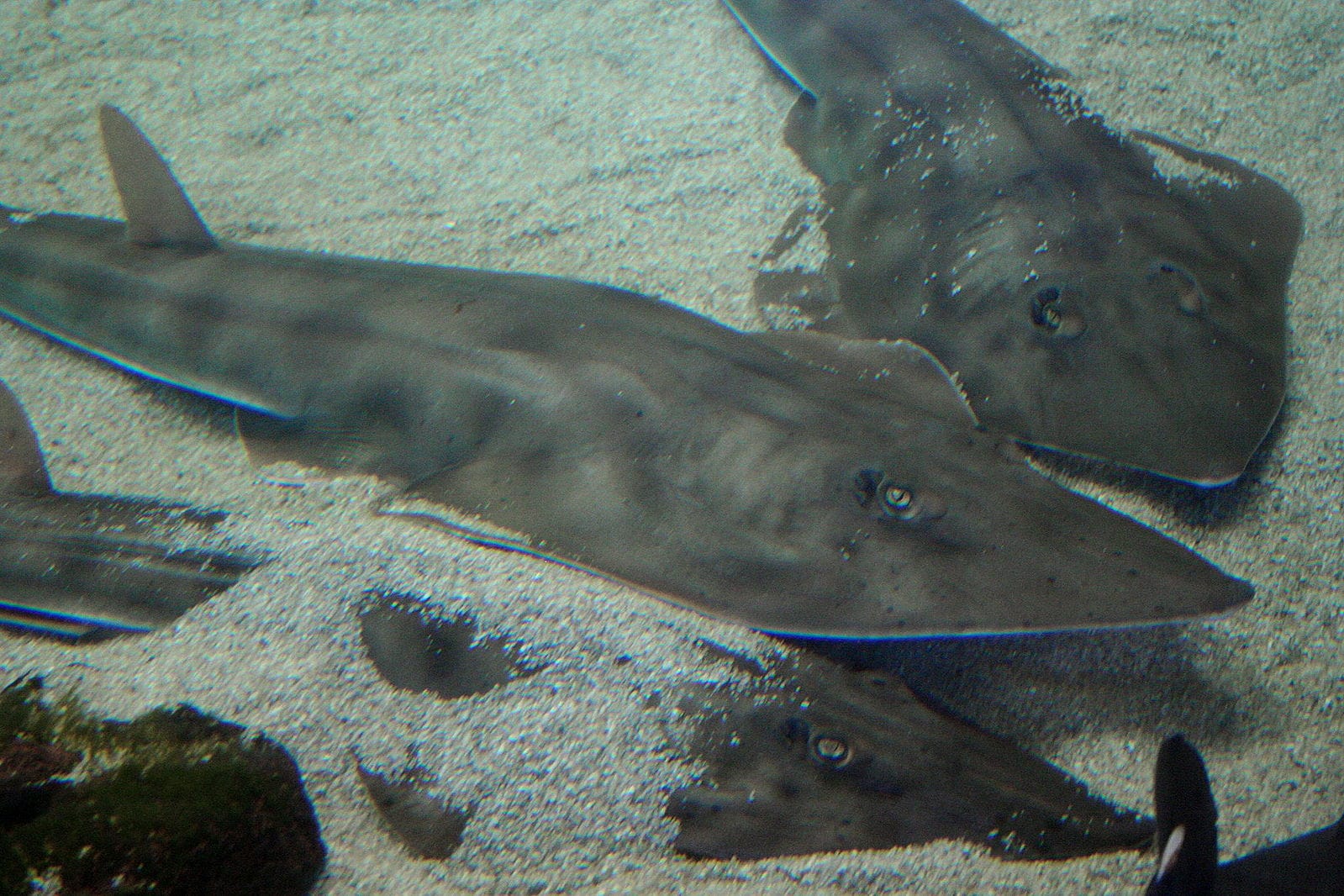 Shark: Shovelnose