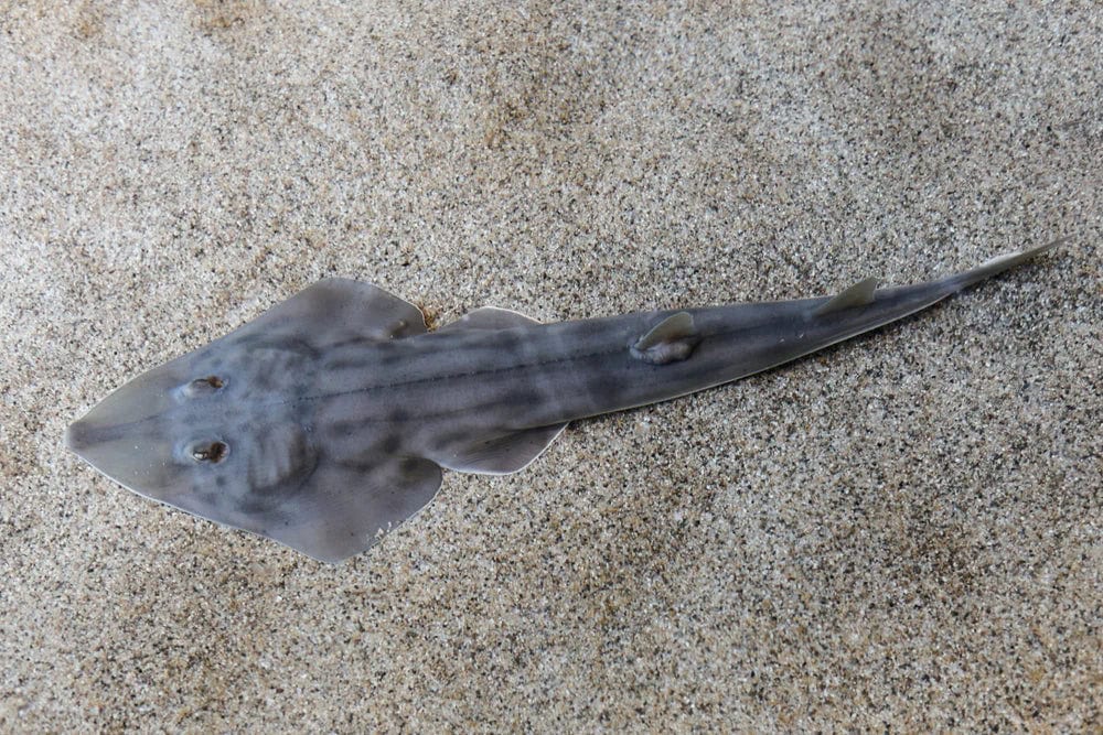 Shark: Shovelnose (Guitar Fish)
