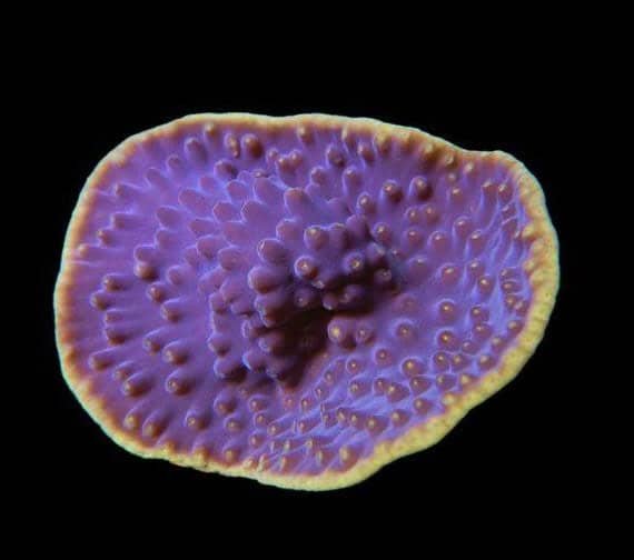 LPS: Cup Coral; Lettuce; Yel; Cult.