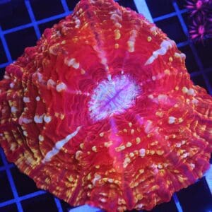 B04 -INDO FIRE JEWEL CYNARINA