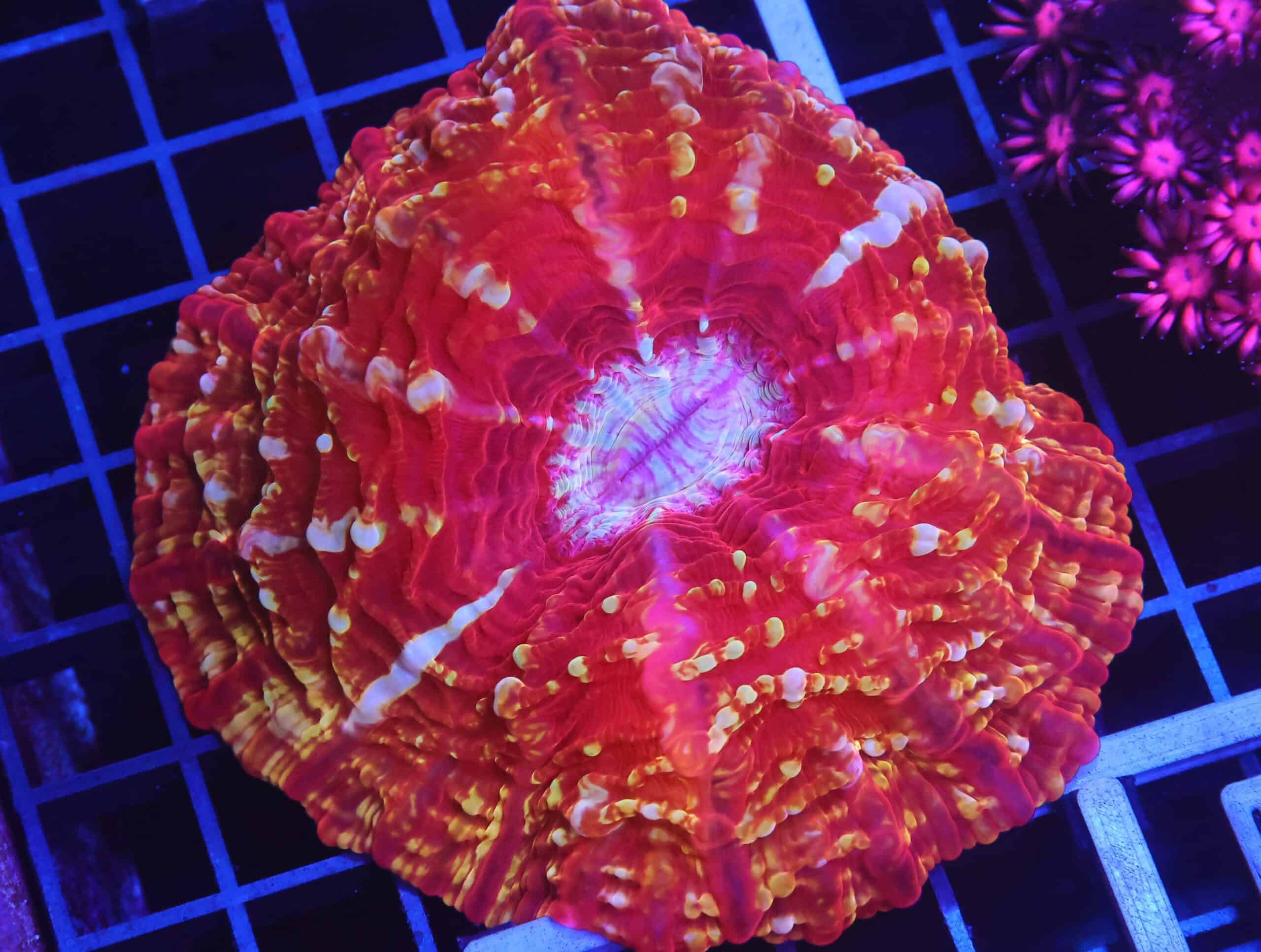 B04 -INDO FIRE JEWEL CYNARINA