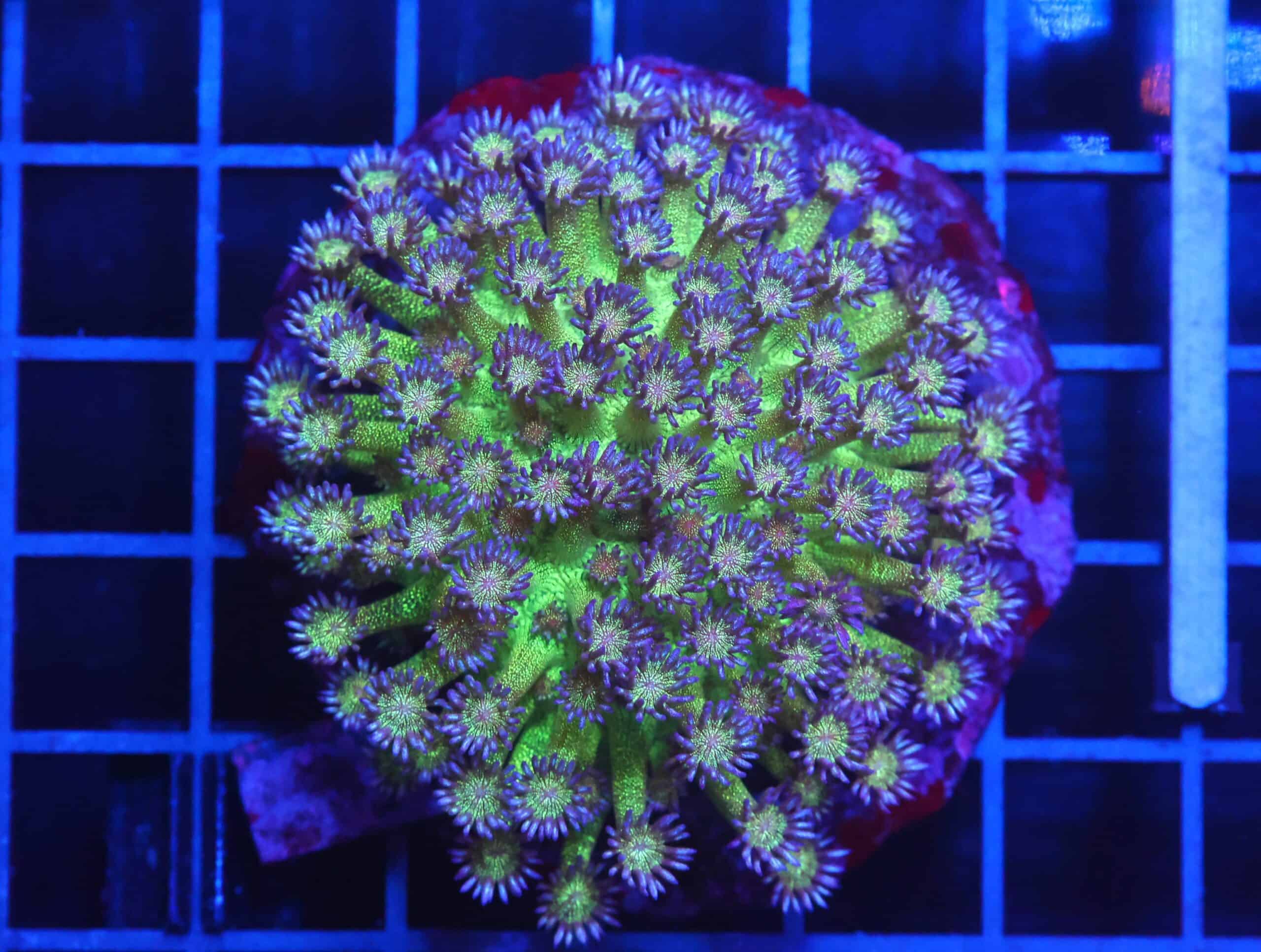 B01 -INDO GLITTER BOMB GONIOPORA