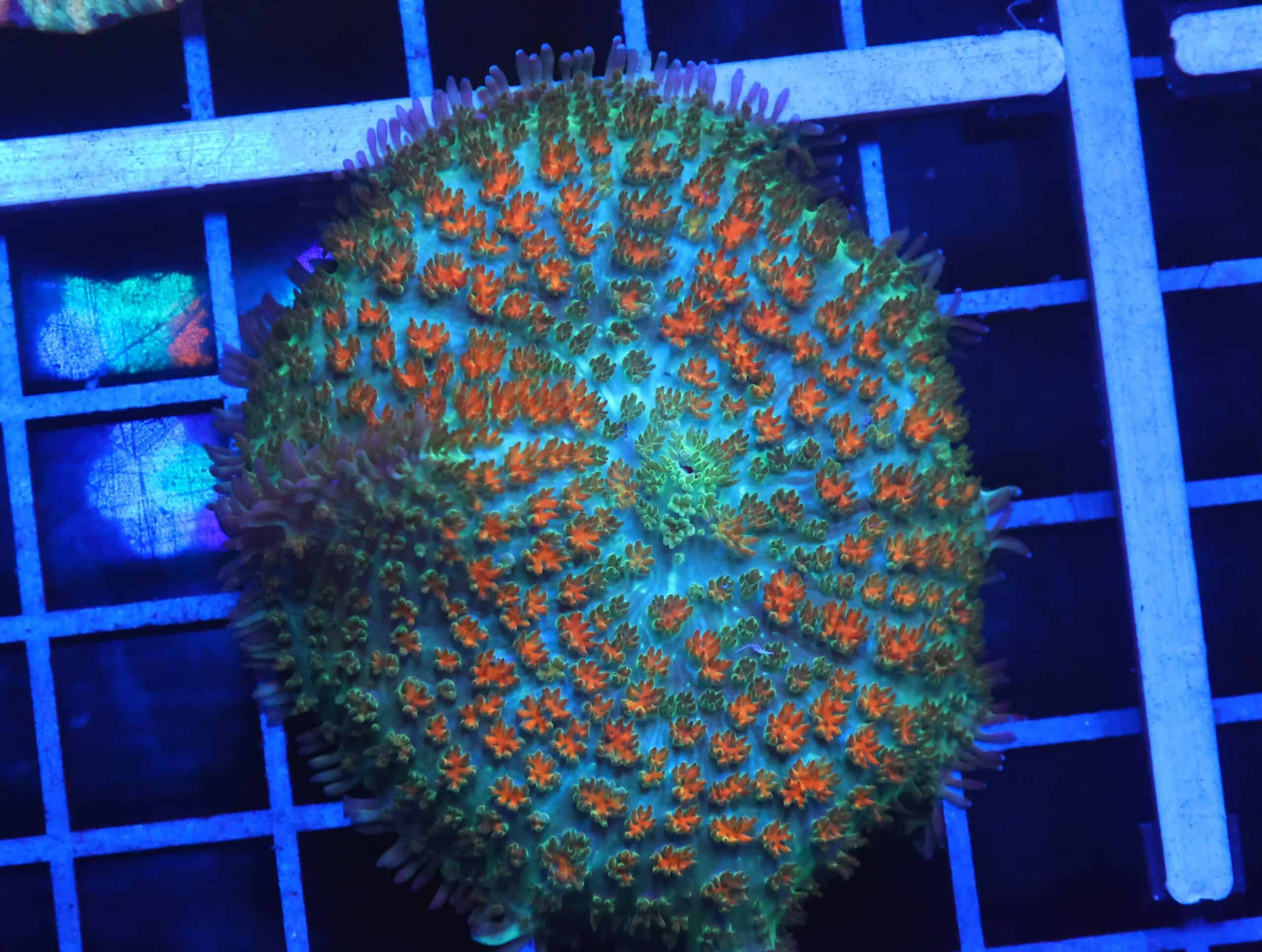 B02 -JUNGLE FIRE CARPET RHODACTIS MUSHROOM