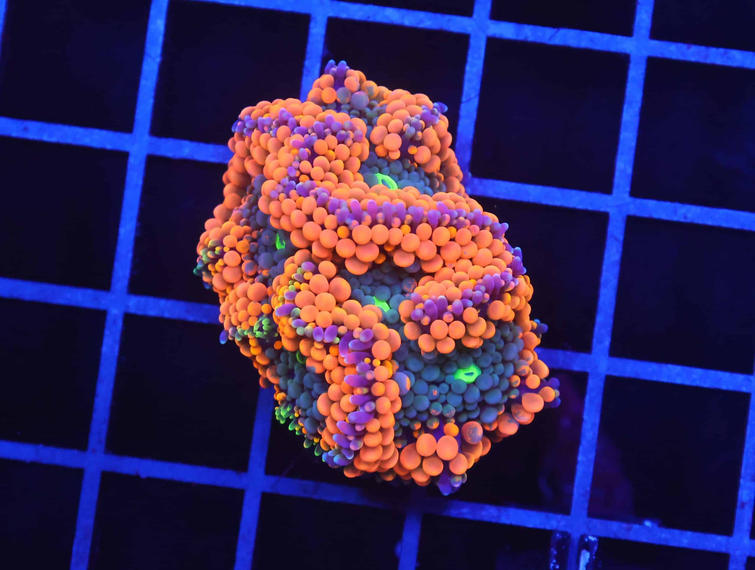 B05 -RAINBOW RICORDEA MUSHROOM