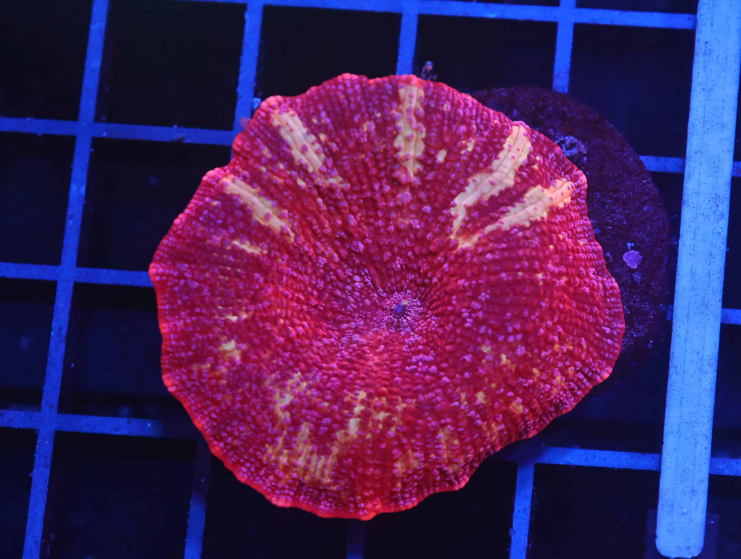 B06 -TIGER LILLY DISCO MUSHROOM
