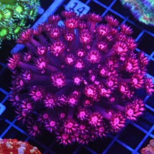 B09 -INDO RUBY RED GONIOPORA