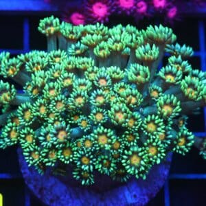 B101 - INDO YELLOW SNOWCONE GONIOPORA