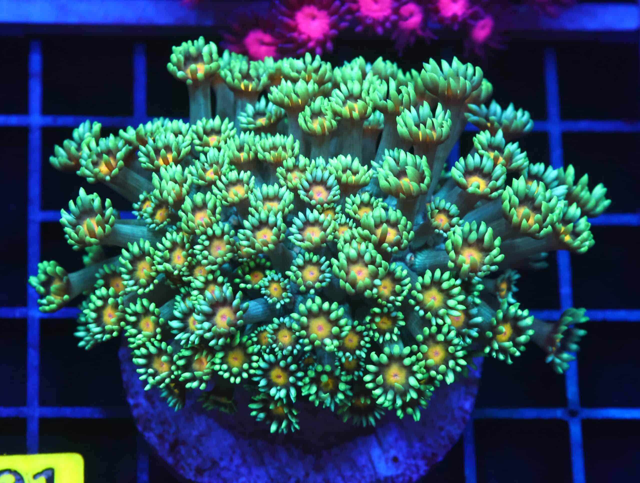 B101 - INDO YELLOW SNOWCONE GONIOPORA