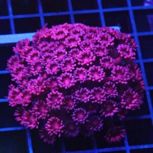 B105 - INDO CHERRY BLOSSOM GONIOPORA