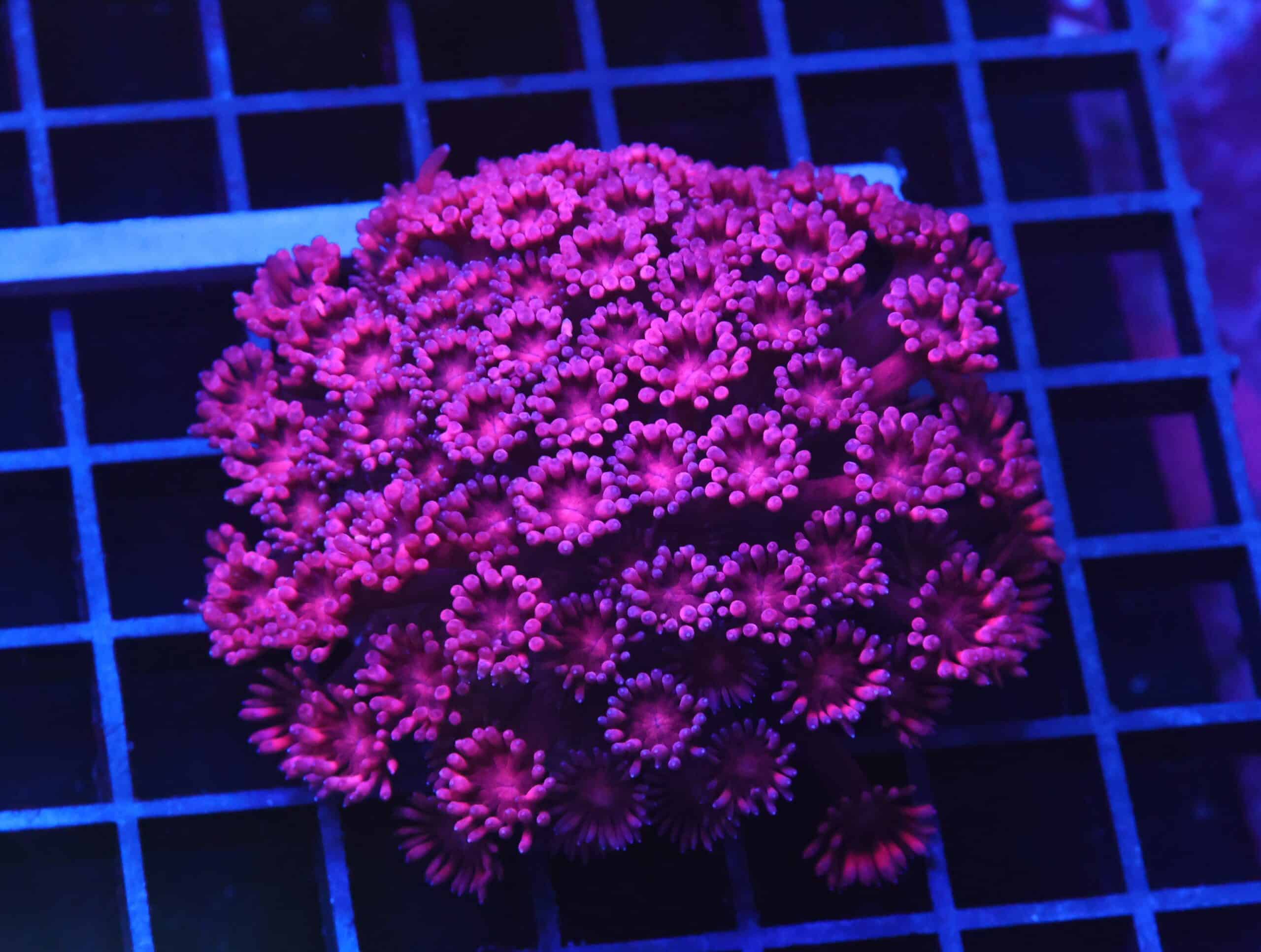 B105 - INDO CHERRY BLOSSOM GONIOPORA