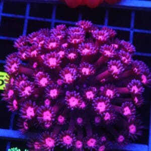 B106 - INDO CHERRY BLOSSOM GONIOPORA