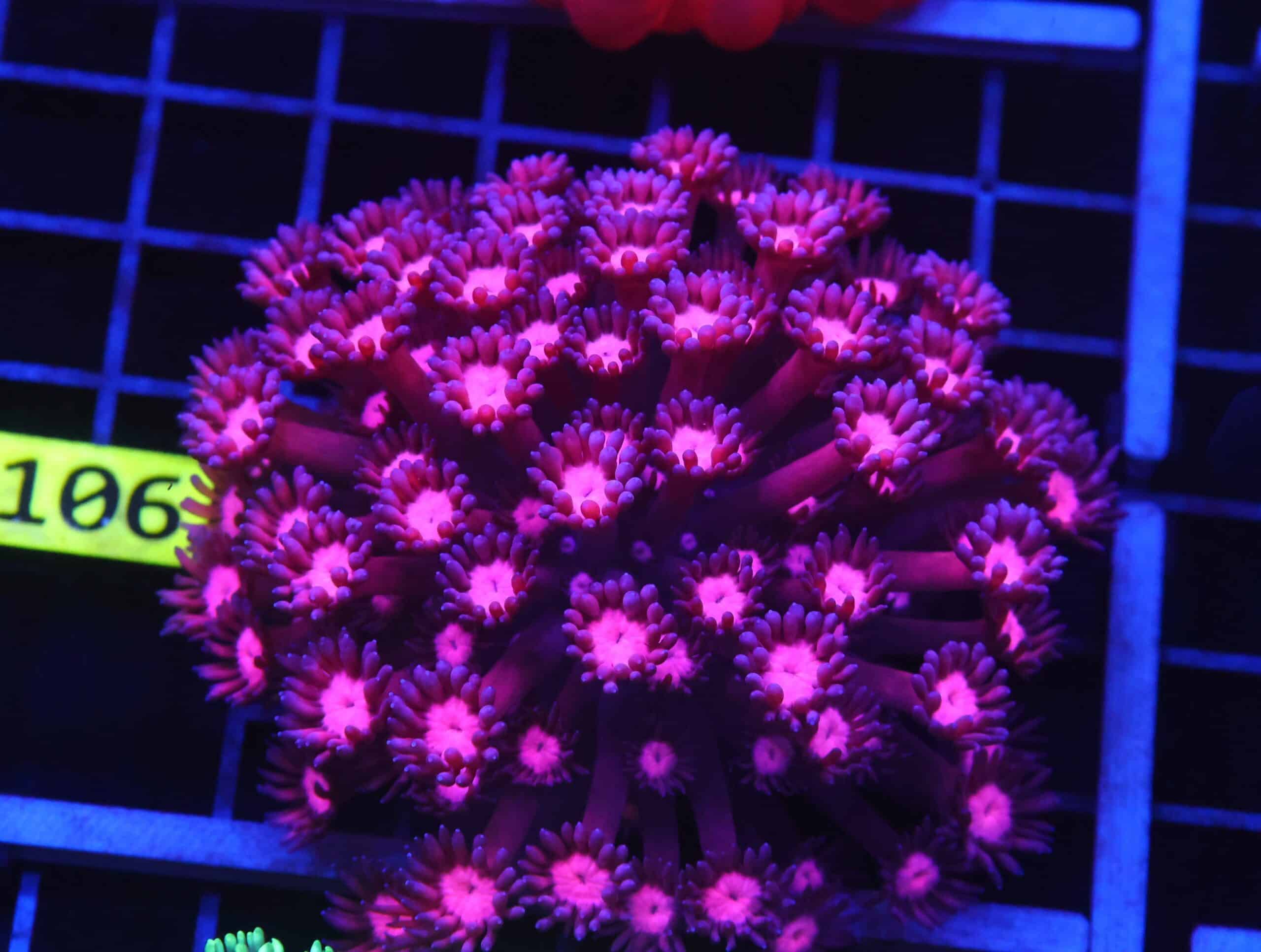 B106 - INDO CHERRY BLOSSOM GONIOPORA