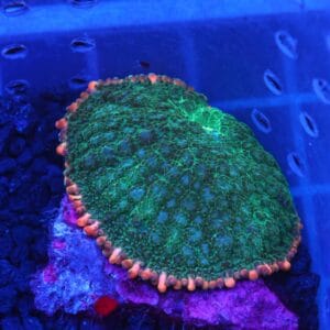 B107 - FRANKENSTEIN CARPET RHODACTIS MUSHROOM