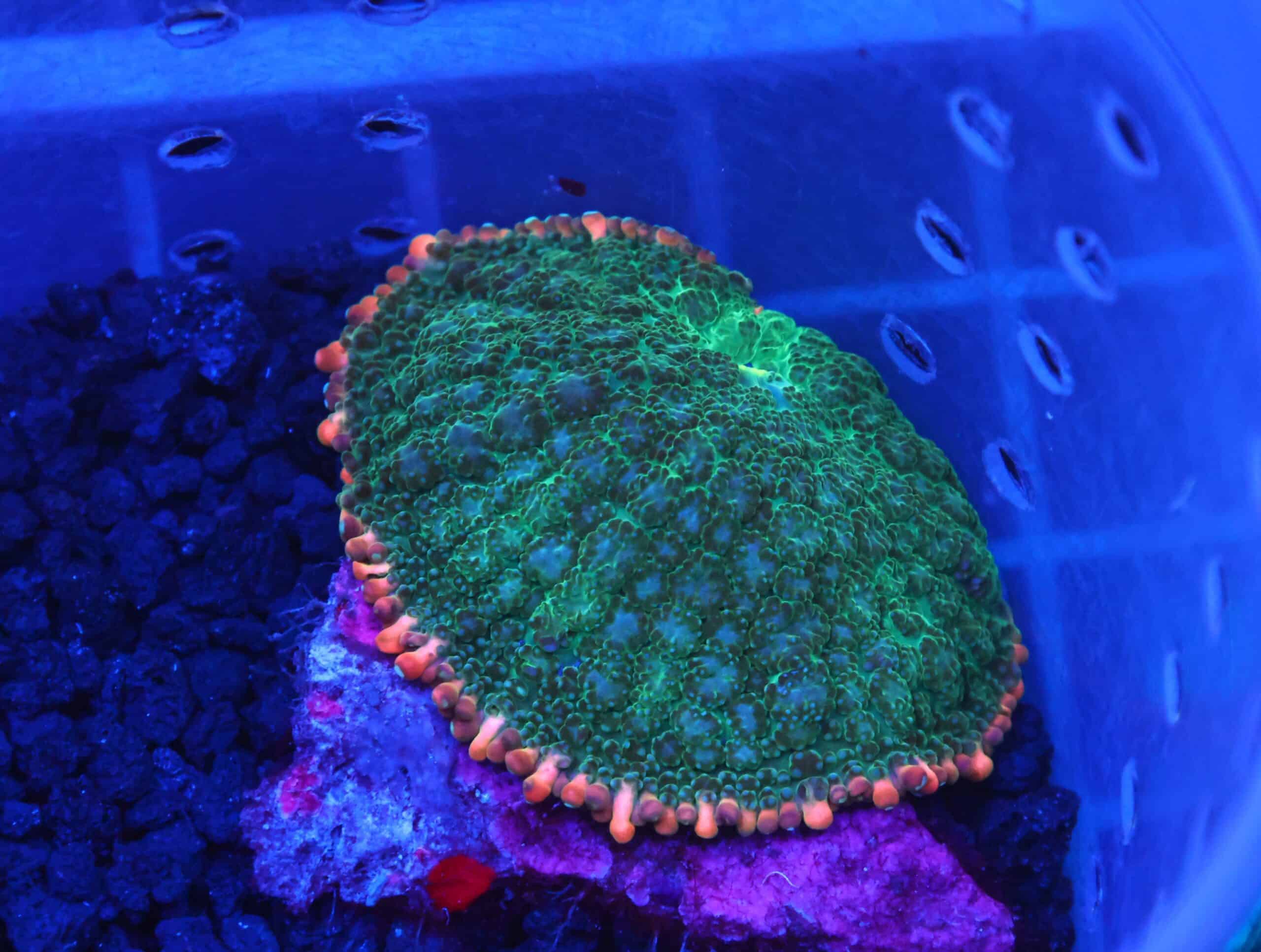 B107 - FRANKENSTEIN CARPET RHODACTIS MUSHROOM