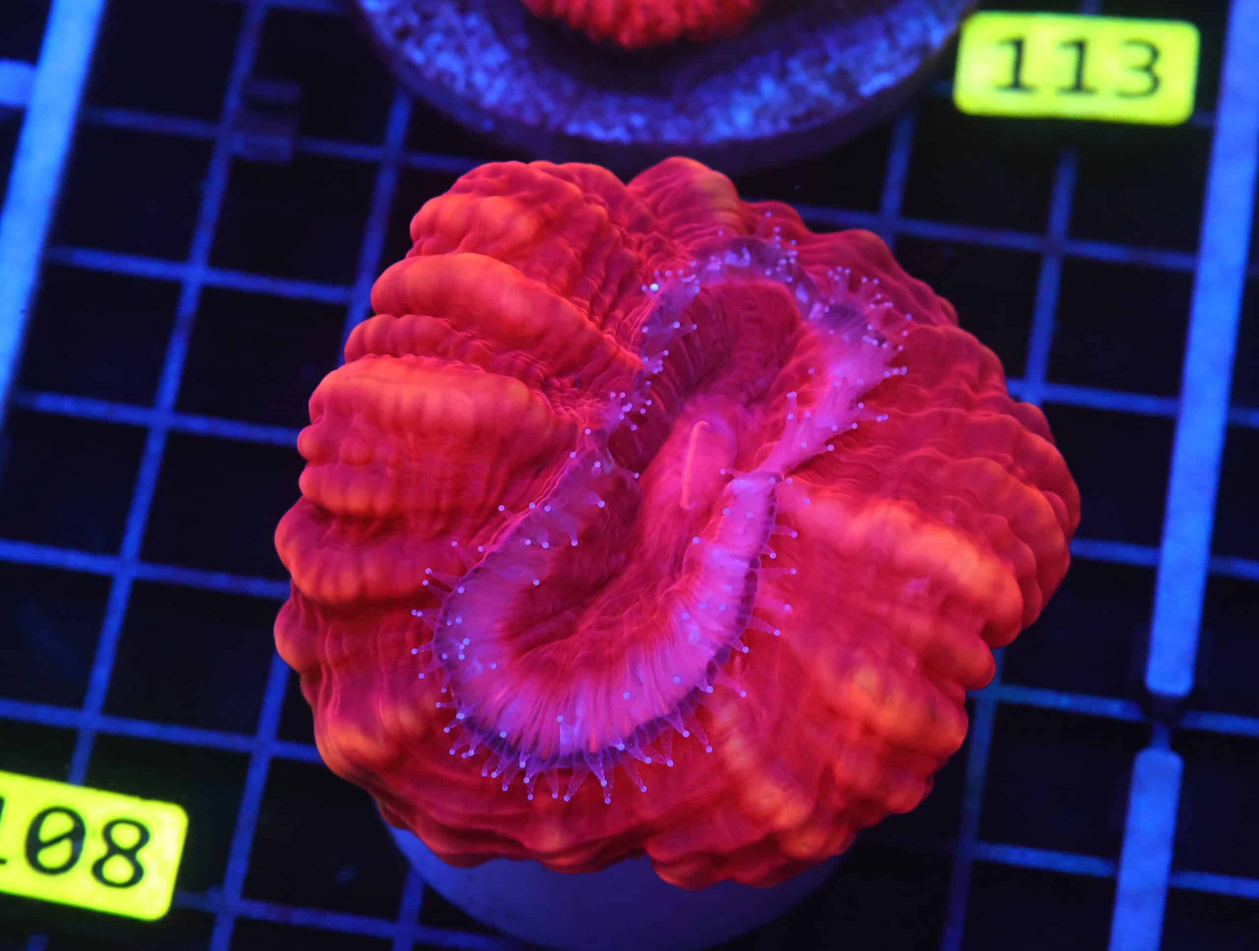 B108 - INDO RED HOT CYNARINA