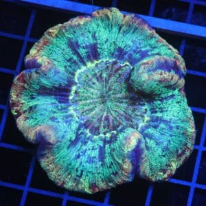 B11 -INDO MARBLED RAINBOW TRACHY