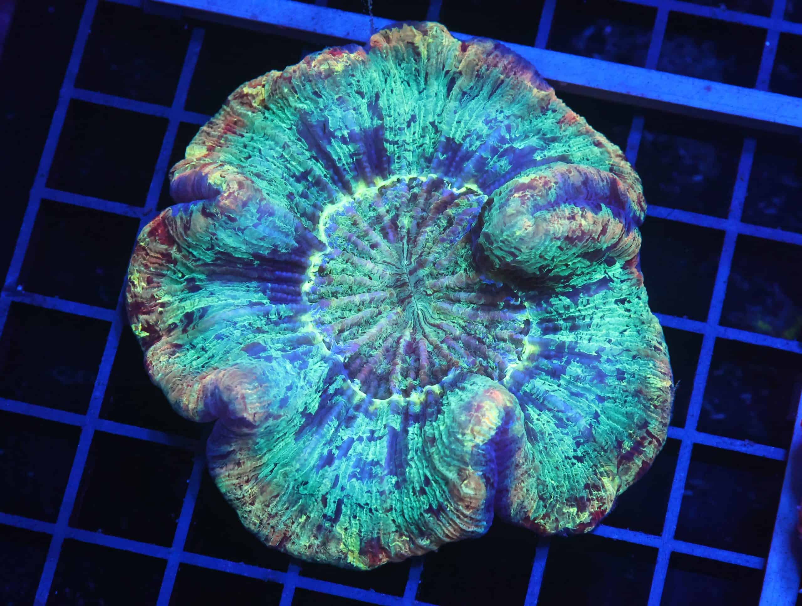 B11 -INDO MARBLED RAINBOW TRACHY
